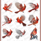Digital Bundle: Cardinals
